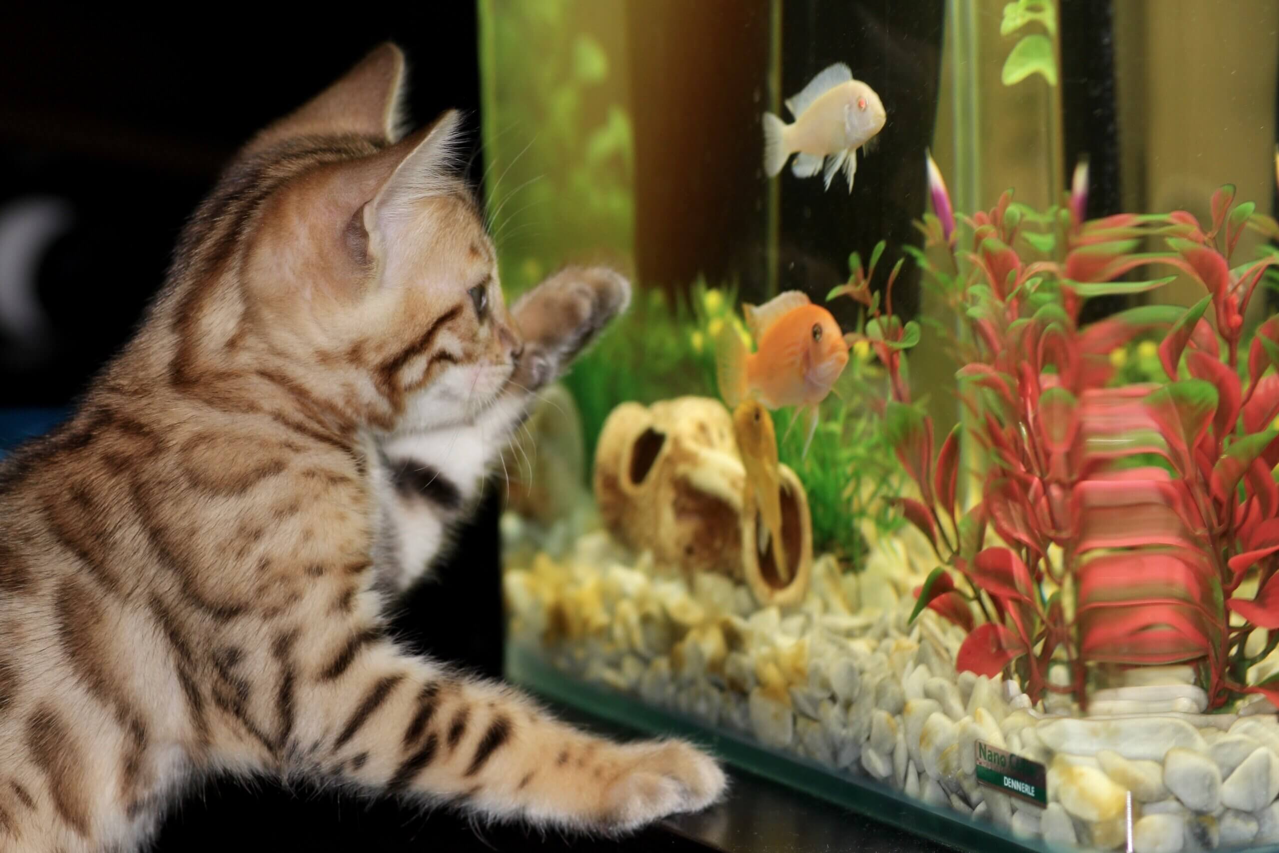 Katze am Aquarium