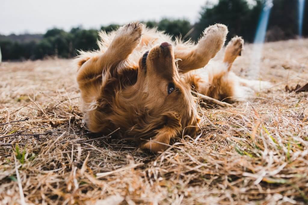 Diopathisches Vestibularsyndrom bei Hunden Straw Dogs